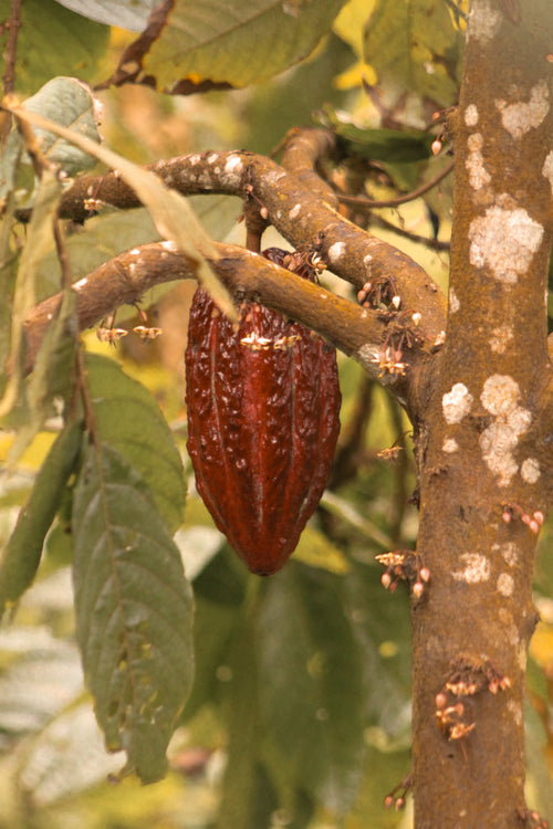 Colombia_-_cacao_tree