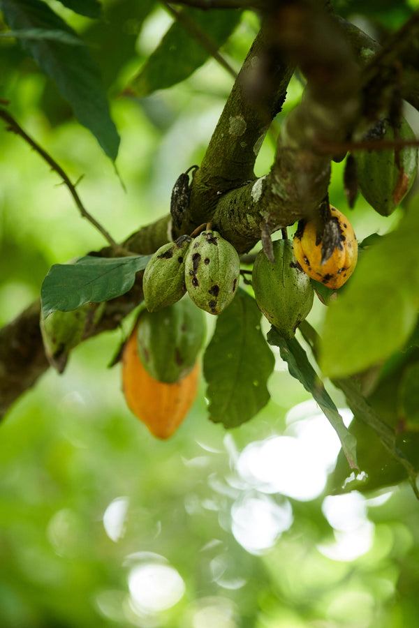 Discover our Origins